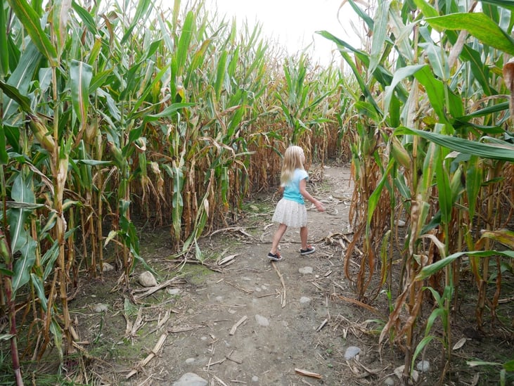 Best Places Vermont Fall Corn Maze