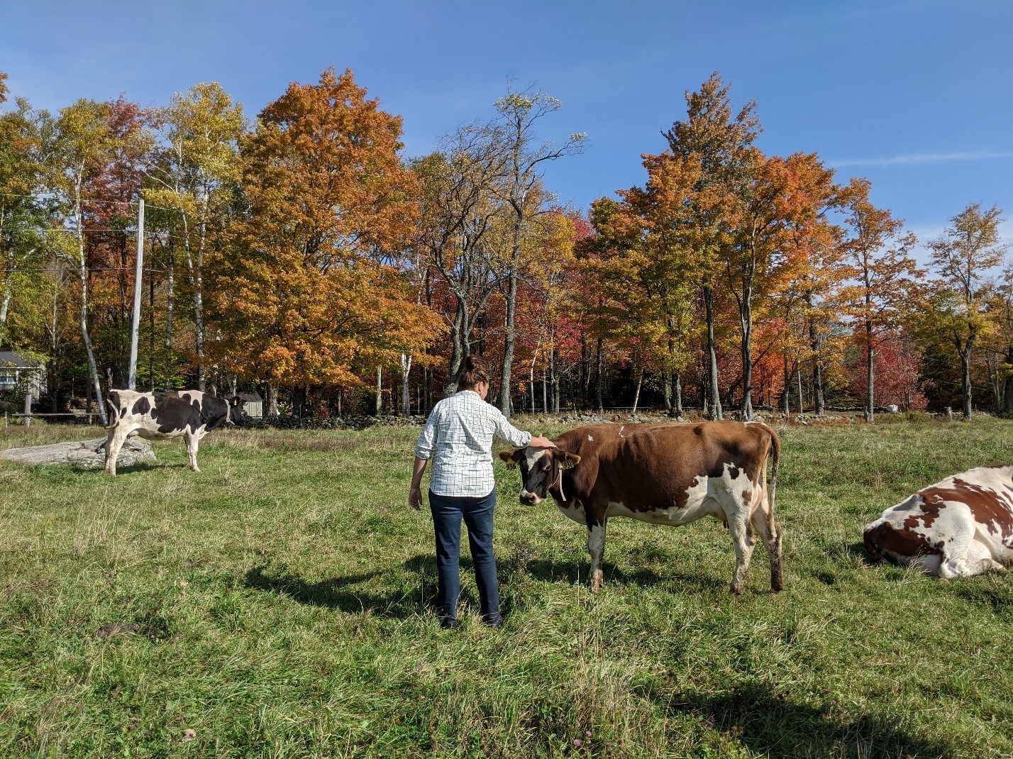 Best Places Vermont Fall Dairy Cow