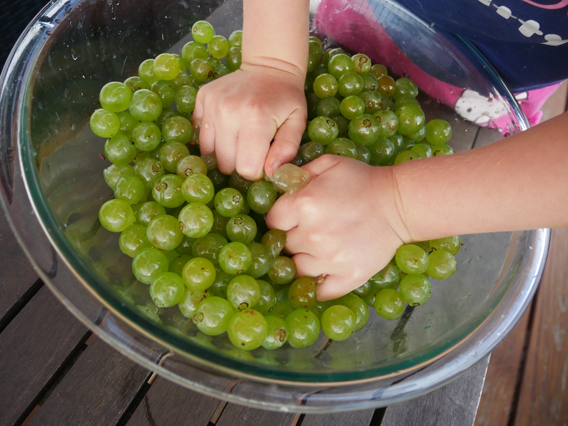 Cayuga grapes crushing for grape jelly