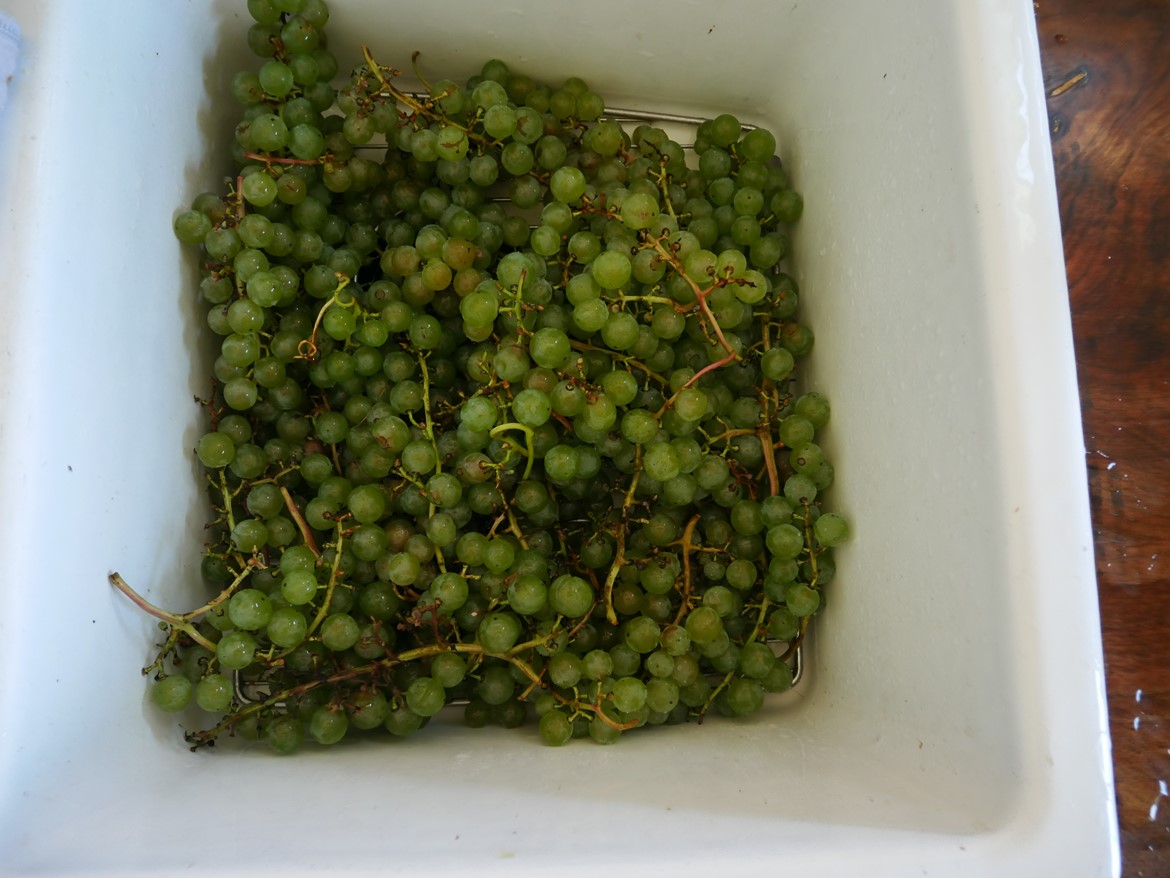 Cayuga grapes in the sink