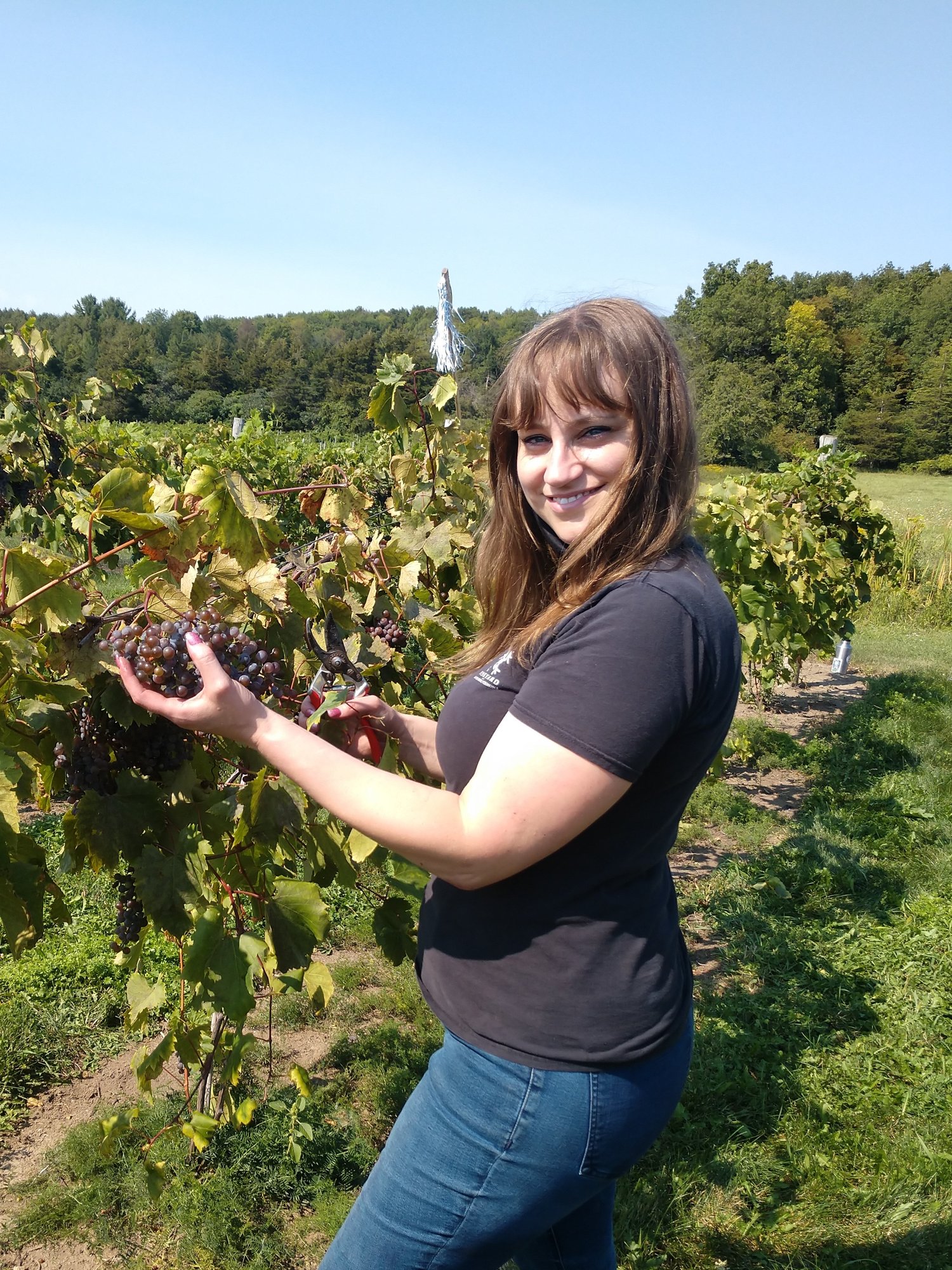 women in wine Cassandra martin Harvesting