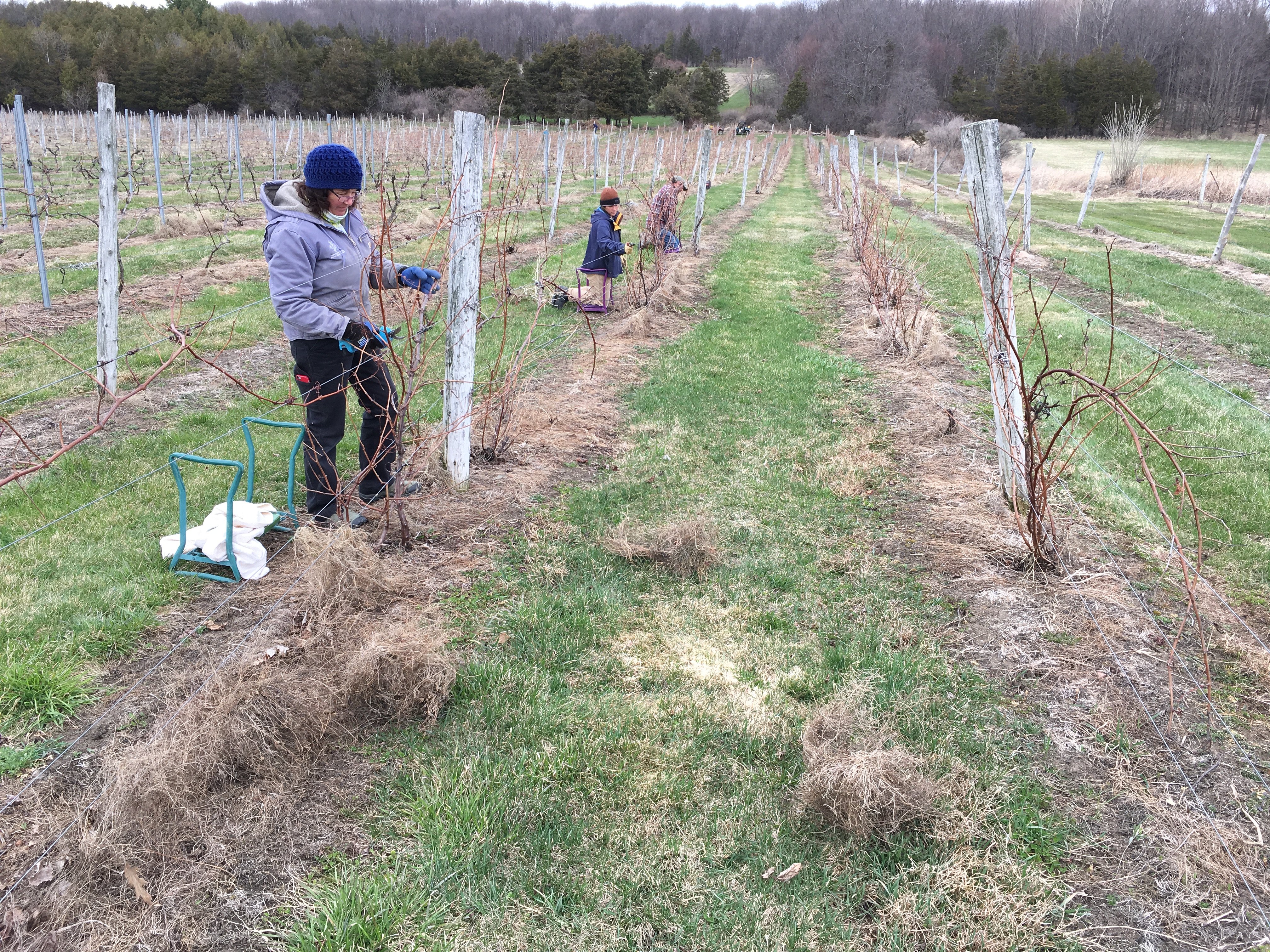 spring wines pruning tips