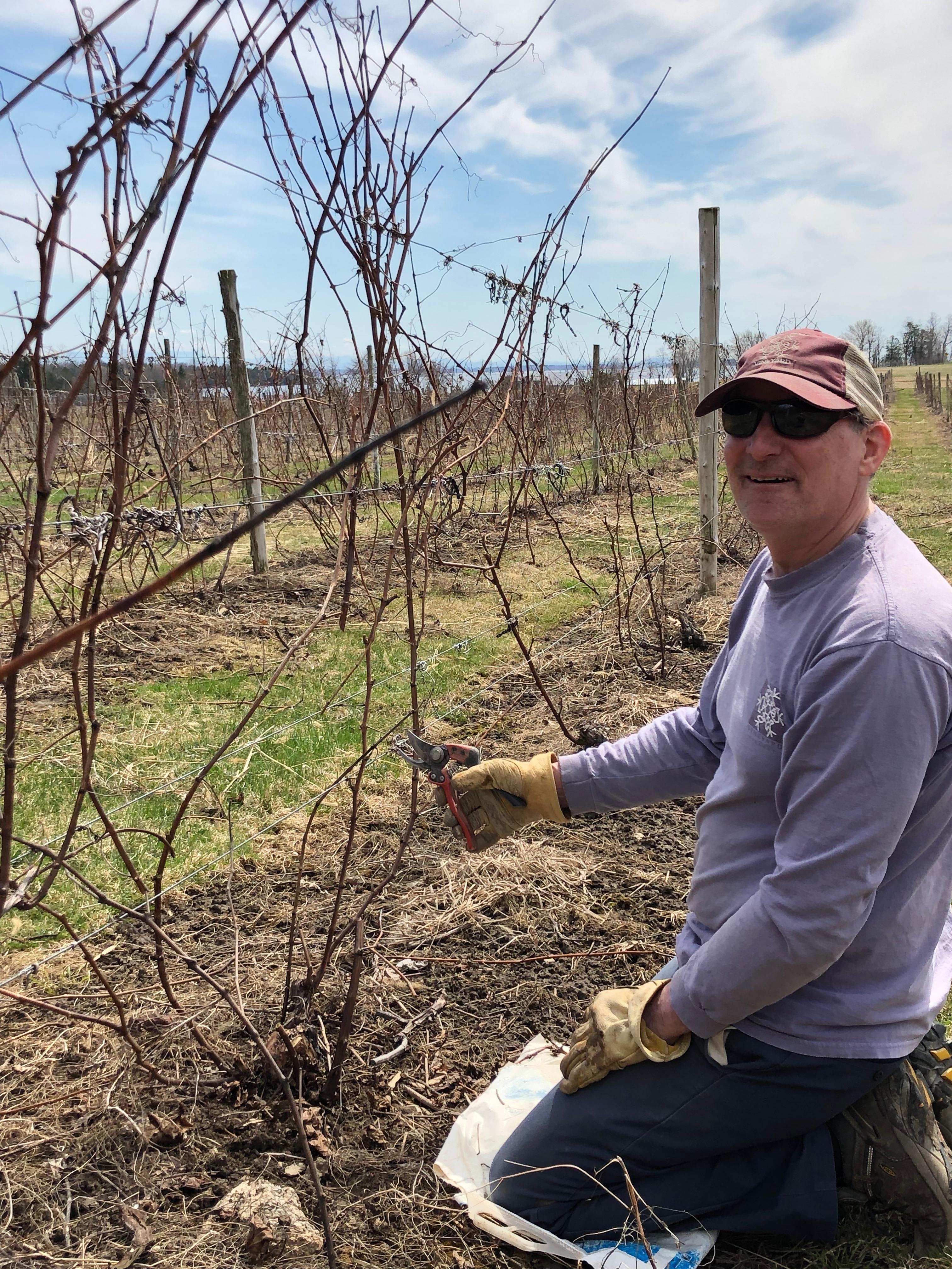 spring wines pruning tips