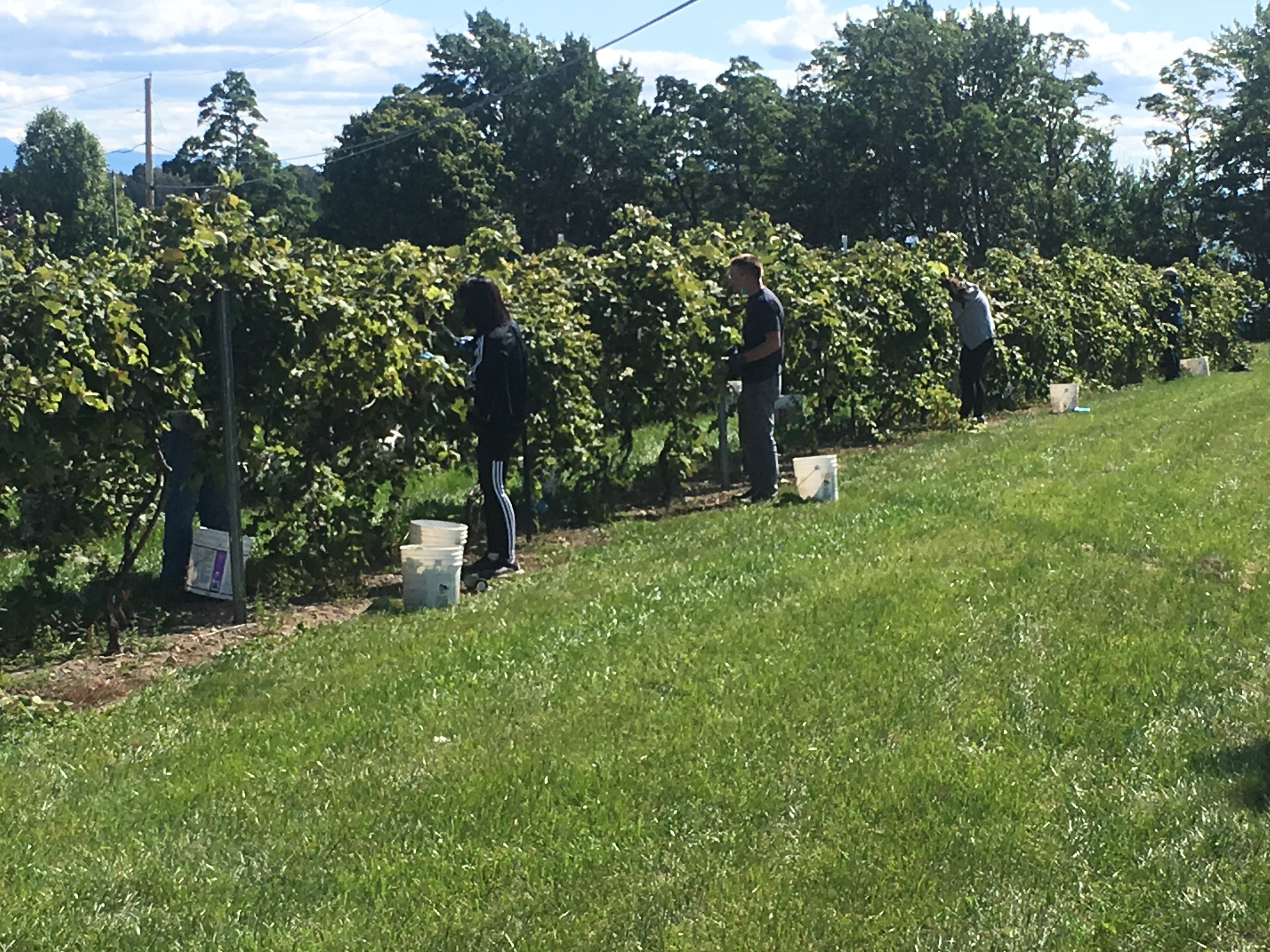 Community Harvest Growing Grapes in Vermont