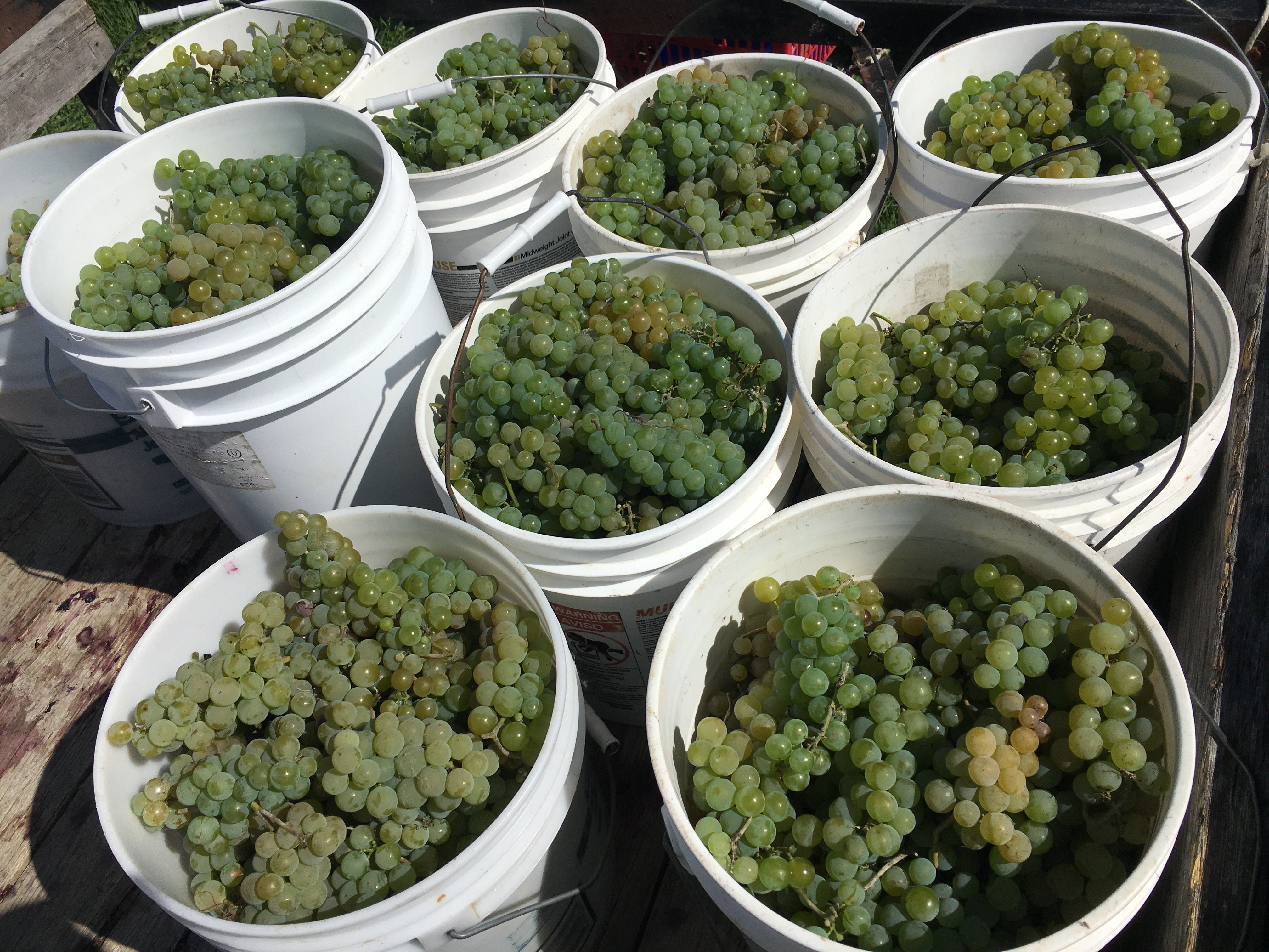 What Kind of Wine is Vidal Blanc?