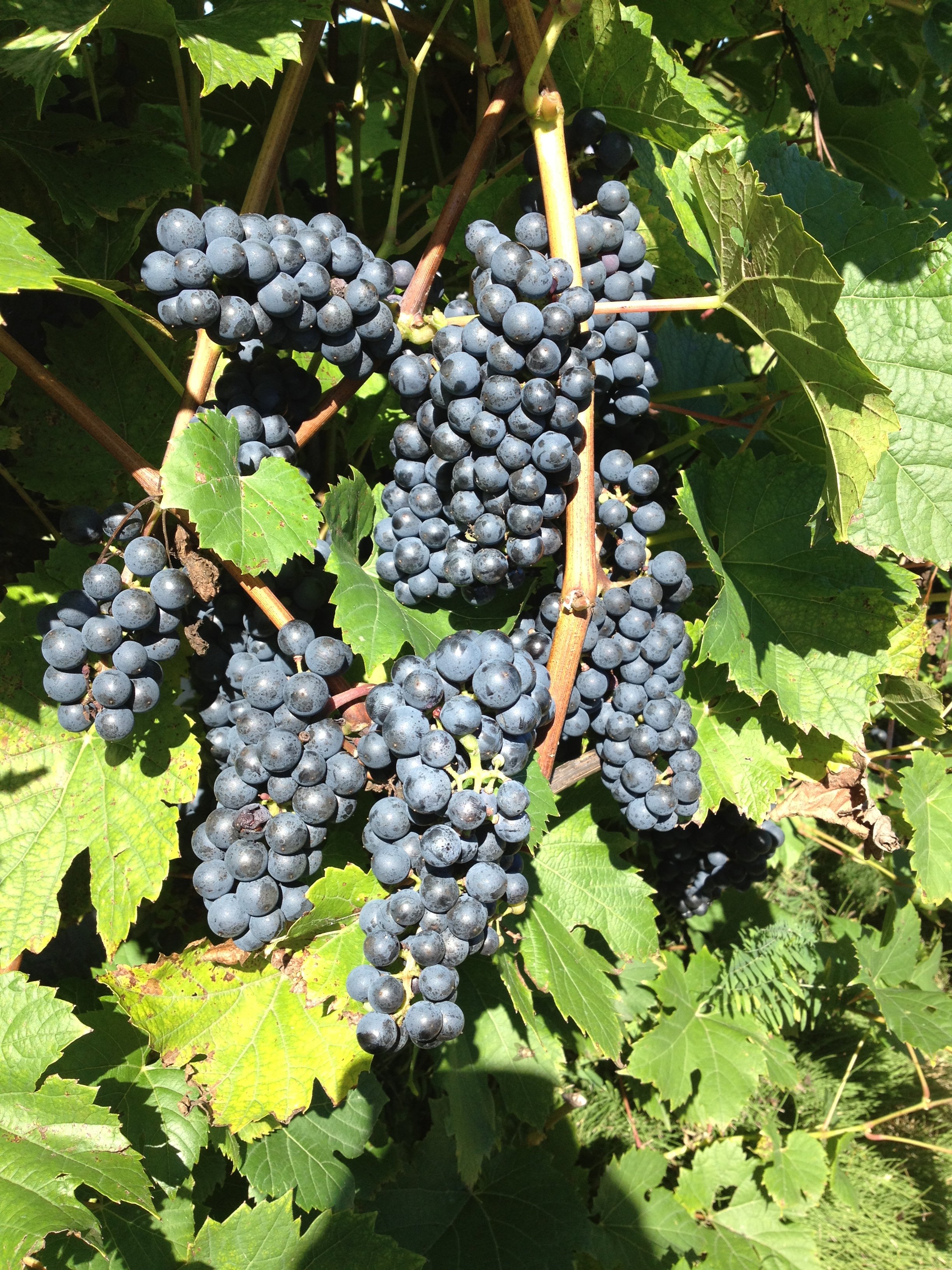 Vermont Wineries Snow Farm Vineyard Grapes