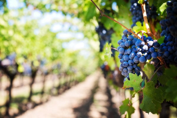 Vermont vineyard grapes