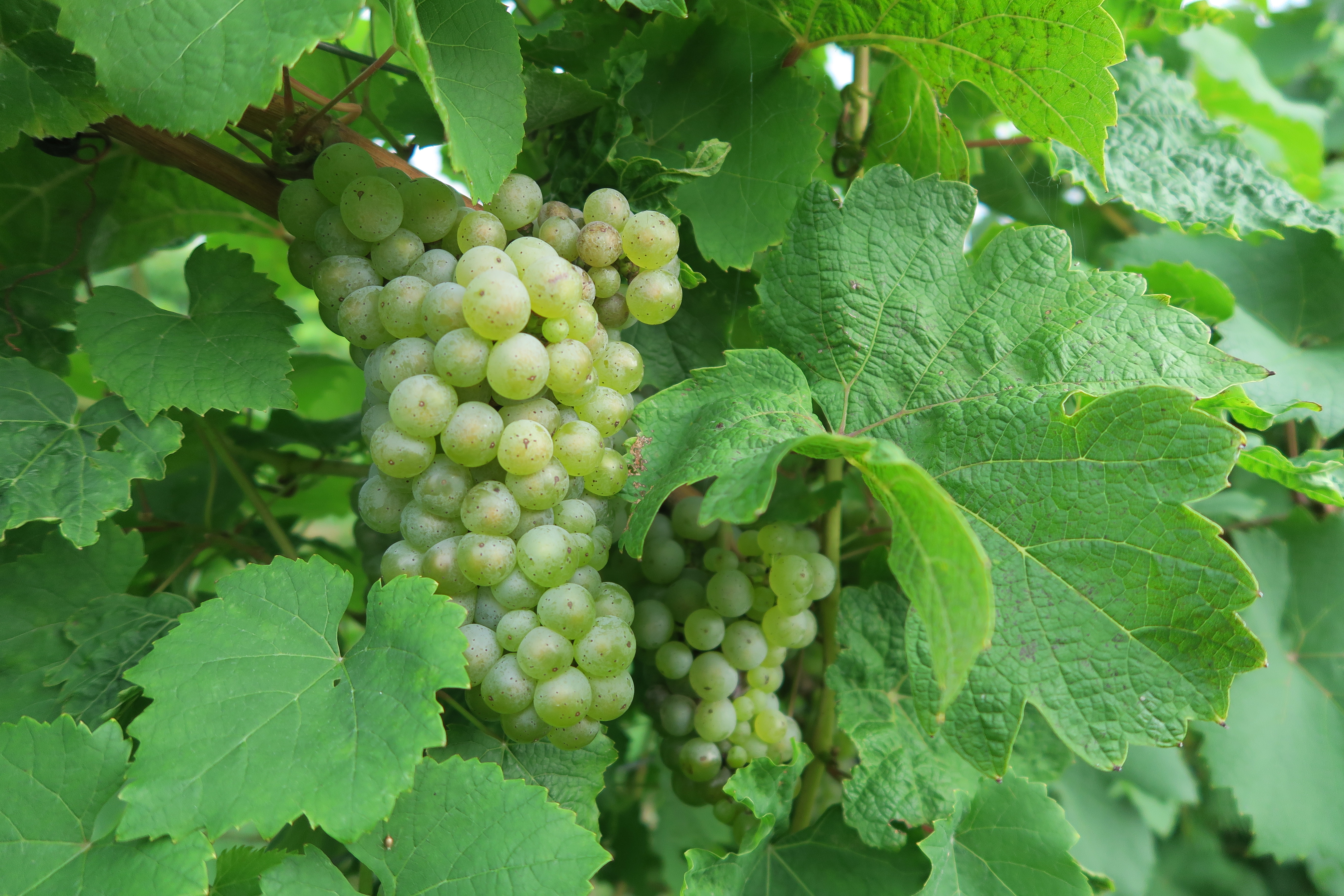 vidal grape